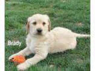 Labradoodle Puppy for sale in Dayton, VA, USA