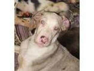 Great Dane Puppy for sale in Sears, MI, USA