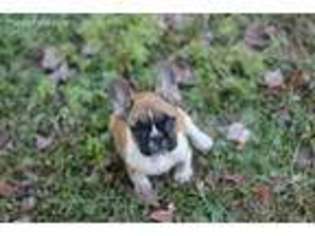 French Bulldog Puppy for sale in Fairfield, IA, USA