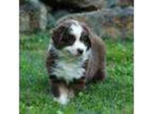 Miniature Australian Shepherd Puppy for sale in Kalama, WA, USA