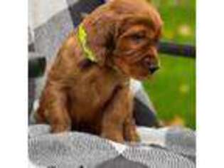 Irish Setter Puppy for sale in Shedd, OR, USA