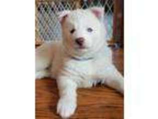 Siberian Husky Puppy for sale in Elkhart, IN, USA