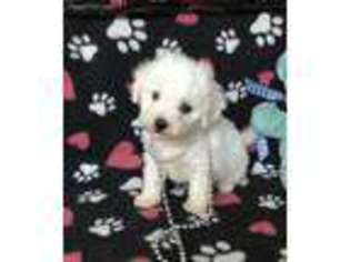 Bichon Frise Puppy for sale in Mountainburg, AR, USA