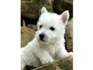 West Highland White Terrier Puppy for sale in Bowling Green, KY, USA
