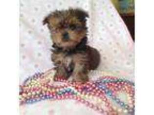 Shorkie Tzu Puppy for sale in Wingate, NC, USA