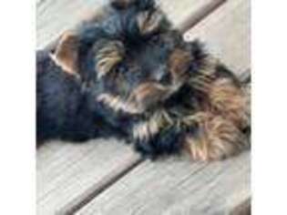 Yorkshire Terrier Puppy for sale in Elmwood Park, IL, USA