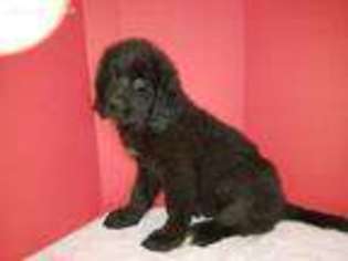 Newfoundland Puppy for sale in Joice, IA, USA