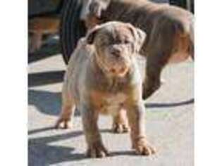 Olde English Bulldogge Puppy for sale in Apple Creek, OH, USA