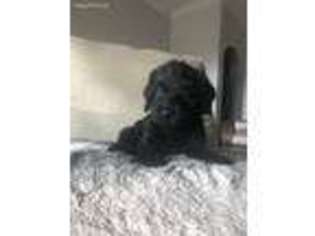 Labradoodle Puppy for sale in Temecula, CA, USA