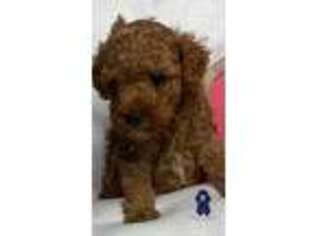 Mutt Puppy for sale in Uniondale, NY, USA