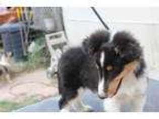 Shetland Sheepdog Puppy for sale in Magnolia, TX, USA