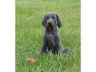 Weimaraner Puppy for sale in Taylors, SC, USA