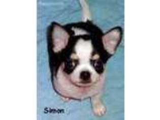 Chihuahua Puppy for sale in South Bend, IN, USA