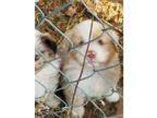 Australian Shepherd Puppy for sale in Pawtucket, RI, USA