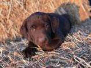 Labrador Retriever Puppy for sale in Craig, CO, USA