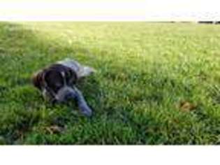 German Shorthaired Pointer Puppy for sale in San Jose, CA, USA