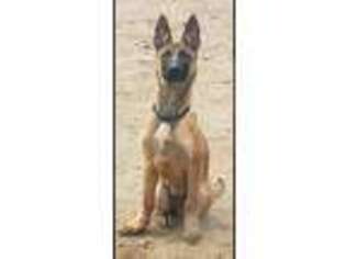 Belgian Malinois Puppy for sale in Wareham, MA, USA