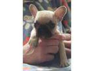 French Bulldog Puppy for sale in Cheney, WA, USA