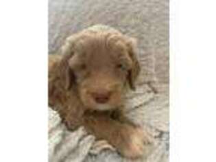 Goldendoodle Puppy for sale in Lewisville, NC, USA