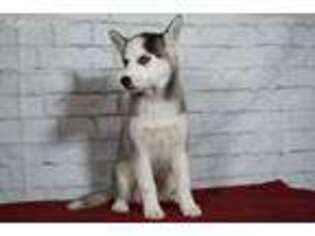Siberian Husky Puppy for sale in Atwood, IL, USA