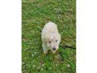 Goldendoodle Puppy for sale in Bonita Springs, FL, USA