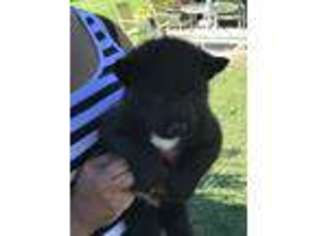 Akita Puppy for sale in Augusta, GA, USA