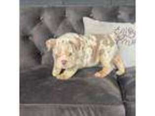Bulldog Puppy for sale in Salem, OR, USA