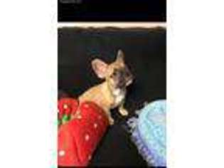 French Bulldog Puppy for sale in West Orange, NJ, USA
