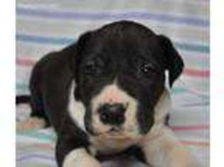 Great Dane Puppy for sale in Mount Sterling, KY, USA