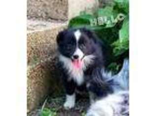 Miniature Australian Shepherd Puppy for sale in Conway, MO, USA