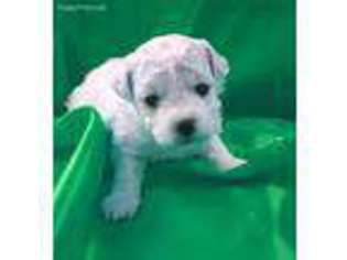 Bichon Frise Puppy for sale in Waveland, MS, USA