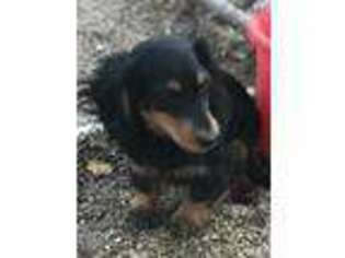 Dachshund Puppy for sale in Fortuna, MO, USA