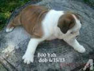 Bulldog Puppy for sale in LONDON, KY, USA