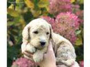 Goldendoodle Puppy for sale in Clarence, NY, USA
