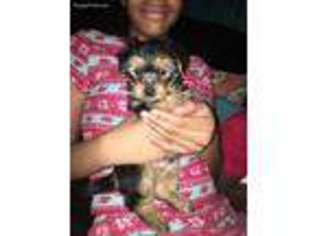 Yorkshire Terrier Puppy for sale in Palatka, FL, USA