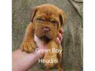 American Bull Dogue De Bordeaux Puppy for sale in Highspire, PA, USA