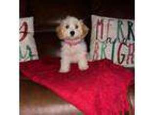 Cavachon Puppy for sale in Olive Hill, KY, USA