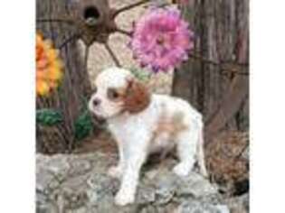 Cavalier King Charles Spaniel Puppy for sale in Brumley, MO, USA