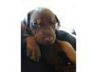 Doberman Pinscher Puppy for sale in Denison, TX, USA
