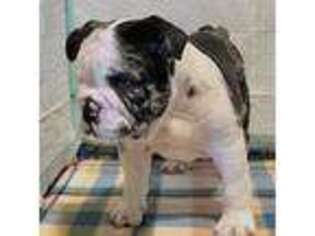 Bulldog Puppy for sale in Elkhart, TX, USA