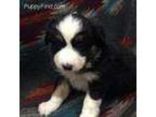 Miniature Australian Shepherd Puppy for sale in Fayetteville, WV, USA