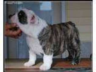 Bulldog Puppy for sale in Udall, KS, USA