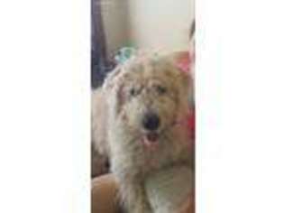Labradoodle Puppy for sale in Lake Orion, MI, USA