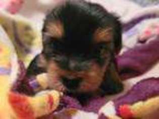 Yorkshire Terrier Puppy for sale in Holts Summit, MO, USA