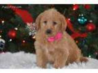 Labradoodle Puppy for sale in Exeter, MO, USA