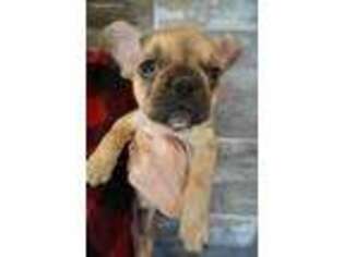 French Bulldog Puppy for sale in De Leon Springs, FL, USA