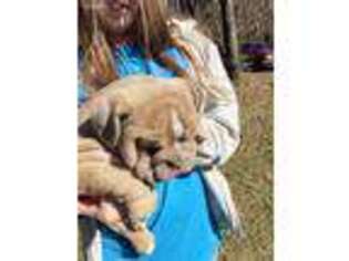 Olde English Bulldogge Puppy for sale in Springville, AL, USA