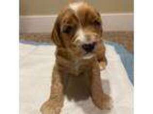 Cavapoo Puppy for sale in Logan, UT, USA