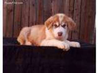 Alaskan Malamute Puppy for sale in Fresno, CA, USA