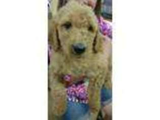 Goldendoodle Puppy for sale in SPARTA, NC, USA